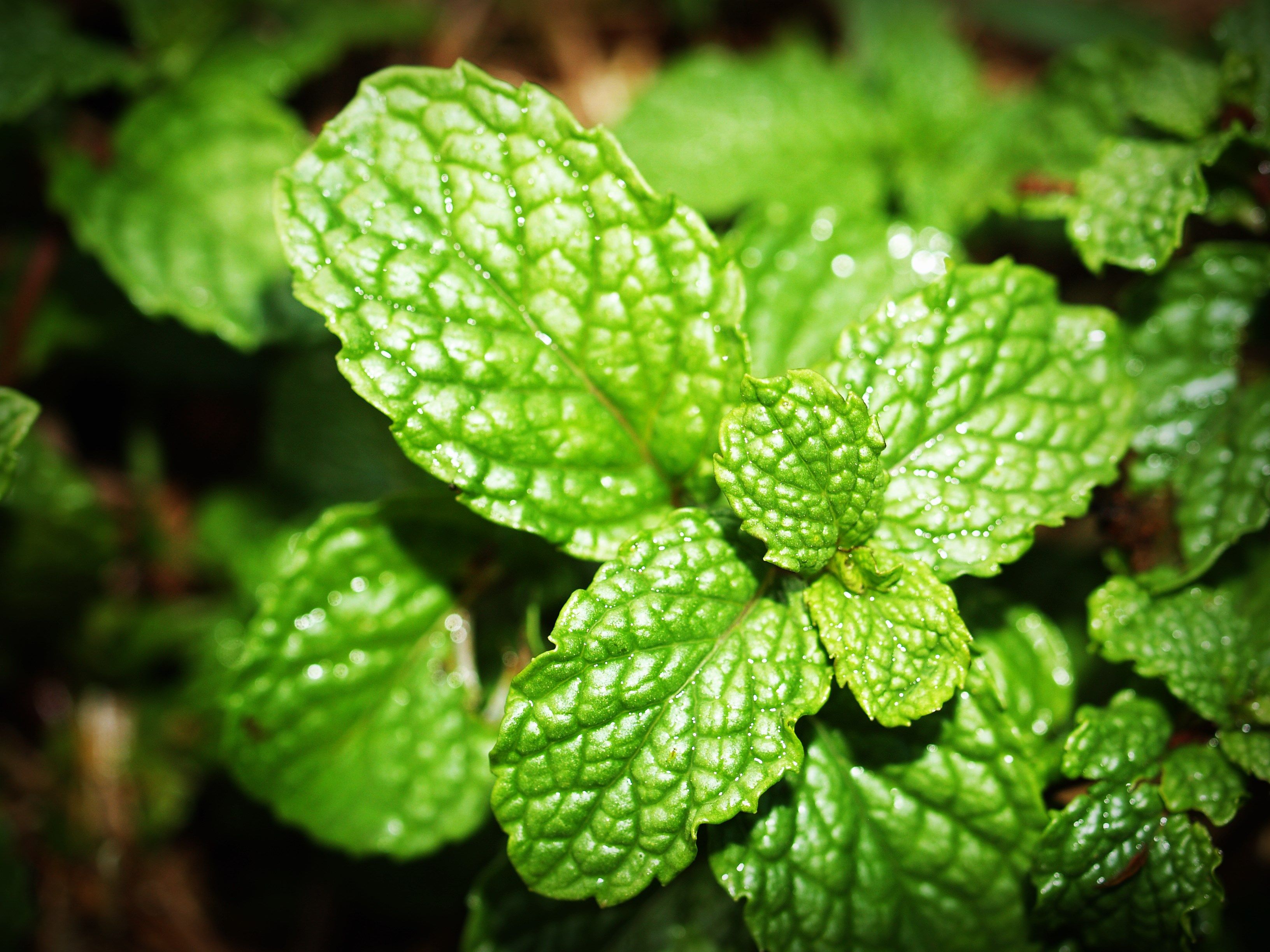 Fresh mint leaves